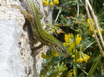 FZ028038 Lizard crawling down rock.jpg